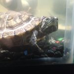 Ralph Gorman - @ralphgorman - Instagram