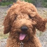 ralph_grant - @ralph_doggie_grant - Instagram