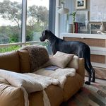 Ralph Haag - @ralphthedane - Instagram