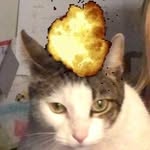 Lucky-Ralph-Bunky-Hailey - @caroline_cats_ - Instagram