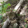 Ralph Hamlin - @ralph.hamlin - TikTok