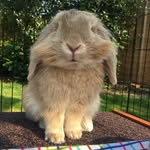 ʀᴀʟᴘʜ ᴛʜᴇ ʀᴀʙʙɪᴛ - @ralphthelionheadrabbit - Instagram