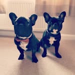 Hector & Ralph's Adventures - @hector_ralph_adventures - Instagram