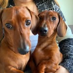 Ralph and Hector - @ralphandhectorminis - Instagram