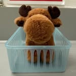 Ralph Herbert - @ralphherbertthemoose - Instagram