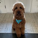 Bowie Ralph Holcomb - @the.bowie.oddities - Instagram