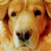 ralphie111100 - @ralphholmes71 - TikTok