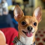 Ralphie Hopper Maxie - @ralphiehopper - Instagram
