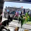 Ralphy&jasmine - @ralphhough - TikTok