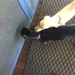 Hunny n Ralph - @hunny.and.ralph.the.dachshund - Instagram