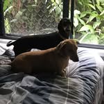 Ralph & Hunny 🐶 - @ralph.and.hunny - Instagram