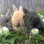Ralph, Roxy, Peppa, Hunny - @rabbits_ralph_roxy_peppa_hunny - Instagram