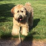 Ralph Jacobs - @ralph.the.wheaten - Instagram