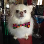 Ralph - @ralphie_katz - Instagram