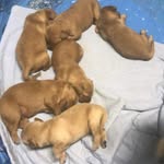 Ralph Kidd - @ralph_the_retriever_kidd - Instagram