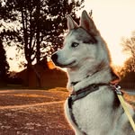 Ralph la Menace (ou pas 😂) - @ralph_la_menace - Instagram