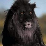 Ralph lee - @ralphlee5342 - Instagram