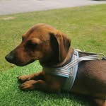 Ralph Lira Albuquerque - @ralph.salsicha - Instagram