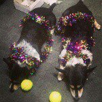 Lucky & Ralph - @theadventuresofluckyandralph - Instagram