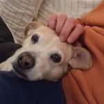 Ralph Santana Ⓥ🙋‍♂️ and  Lucky🐶Ⓥ - @ralphandlucky2021 - Instagram