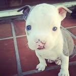 Ralph Lugo - @lugo9049 - Instagram