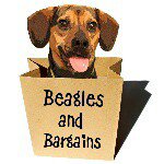 Beagles & Bargains: Ralph 🖤 & Luna 🤎 - @beaglesbargains - Instagram