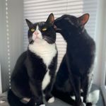 💕Ralph & Luna - @lichfieldkitties - Instagram