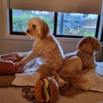 Ralph & Luna - @ralphthemoodle - Instagram