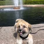 Ralph English Lyon - @ralph_and_archie_englishlyon - Instagram