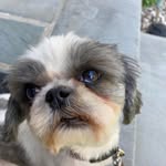 Ralph Maiello - @ralphmaieloatcom.ra.1 - Instagram