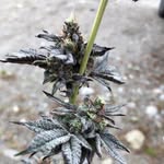 Ralph mclaughlin - @207limitlessfarmbackup - Instagram