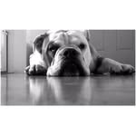 🐶RALPH 🐶 - @ralphmcleod5 - Instagram