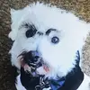Ralf McManus - @ralfthewestie - TikTok