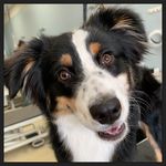 Ralph Bones Meredith - @sirralph.woofwoof - Instagram