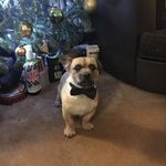 Ralph Meredith 🇿🇦🇬🇧 - @ralph_the_borderterrier_pug - Instagram