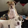 Ralphie and Miracle - @britblack1 - TikTok