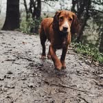 Ralph Mitchell-Adams - @acockercalled_ralph - Instagram