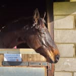 Morgan + Ralph - @mph.equine - Instagram