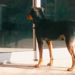 Ralph Rodrigues Monteiro♡ - @__xs.ralph.doguinho - Instagram
