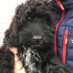 Ralph morris - @ralphtheblackcockapoo - Instagram