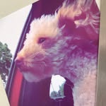 ralph the dog - @ralphatmoseley - Instagram
