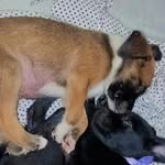ralph muller - @ralph_dog1 - Instagram