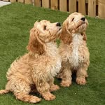 Buddy, Ralph, Smudge & Oakley - @buddyralphsmudgeoakley - Instagram