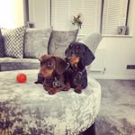 Oakley And Ralph - @oakleyandralphminidaxie - Instagram