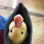 Ralph Orr - Facebook