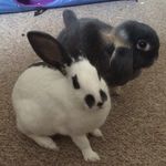 Pepper And Ralph - @pepperandralph - Instagram