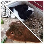 Pepper And Ralph 🐹 - @pepper_ralphx - Instagram
