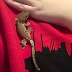 ralph and pepper - @pepper_and_ralph - Instagram