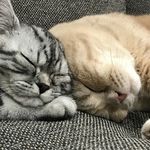 Ralph And Pepper - @ralphandpepper - Instagram