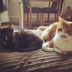 Ralph and Pepper - @gingerralphy_and_pepper - Instagram